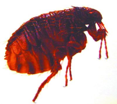 除四害公司：四害主要危害有哪些？